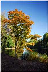 Tree by the lake