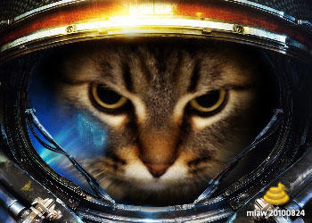 Marine Cat - Starcraft II