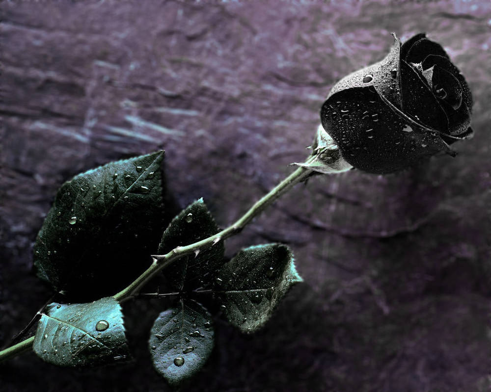 my black rose..