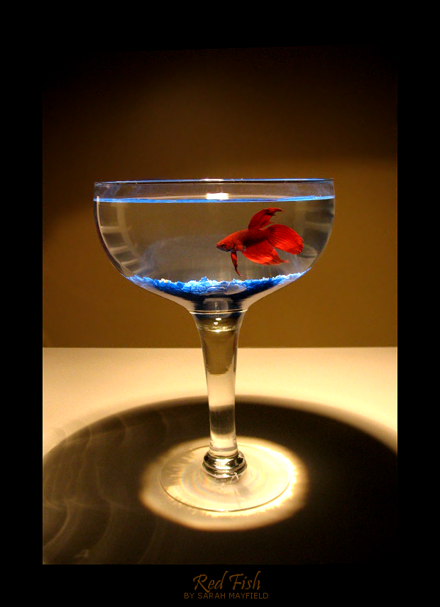 Red Fish by YellowEleven