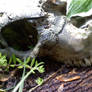 Garden Skull