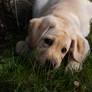 Cute labrador retriever