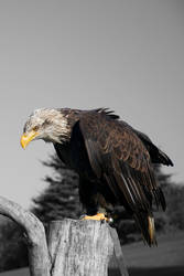 Eagle