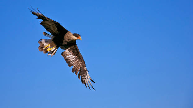 Caracara