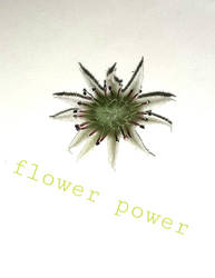 flower power #10