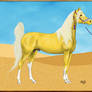 Arabian Stallion