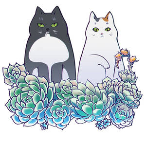 Cats and cactuses