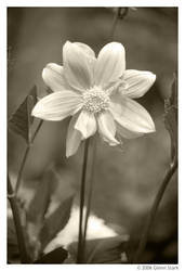 Flower - sepia