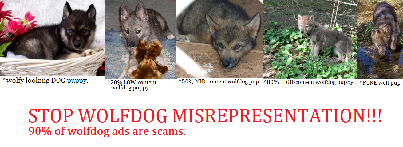 High content wolfdog deals puppies