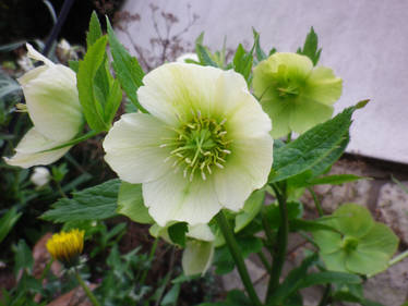 White Flower