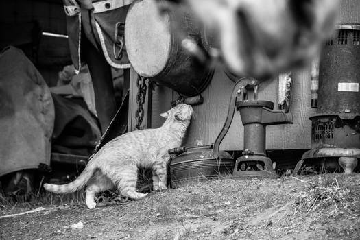 Ranch cat