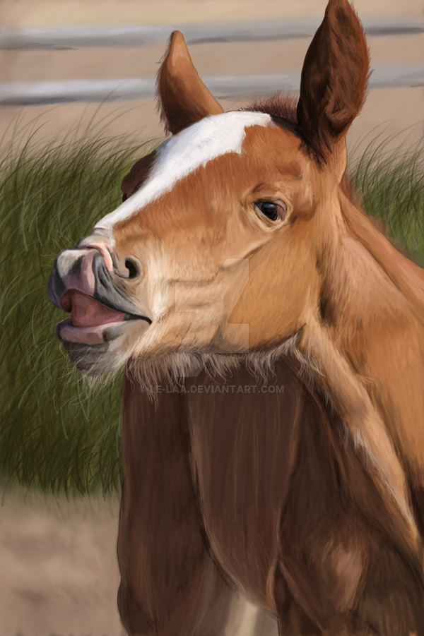 Little foal