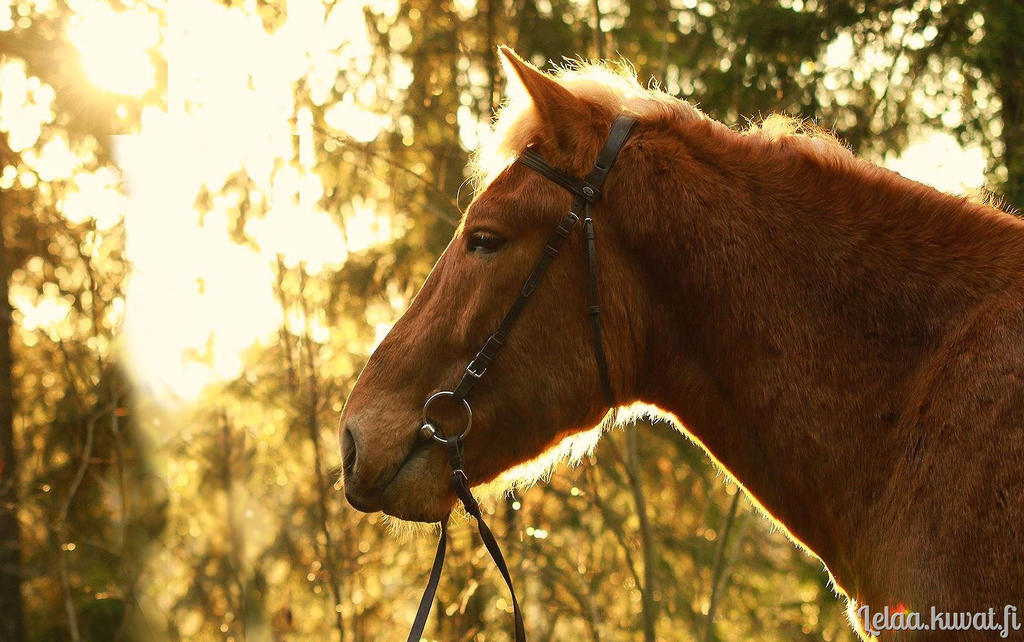 Simo in the light by Le-laa on DeviantArt