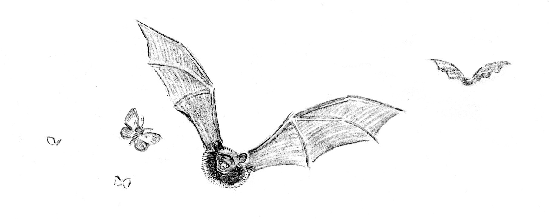 Bat and Moth (dinkus for Resonance)