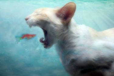 Kitties in the Ocean - Meal by MusicalMew