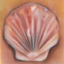 seashell