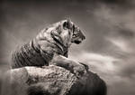 king of the hill by JeremyShane