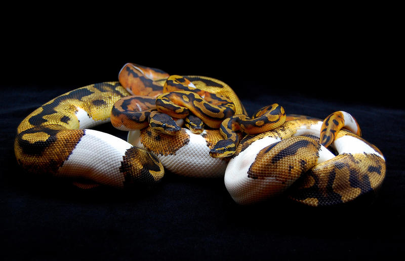 Piebald Ball Pythons - 1 by JAMills on DeviantArt