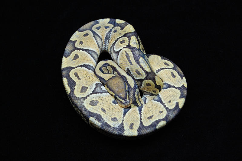 Ghost Ball Python - 2 by JAMills on DeviantArt