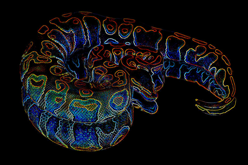 Pythons in Neon - 1 by JAMills on DeviantArt