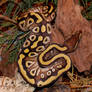 Mojave Ball Python 2