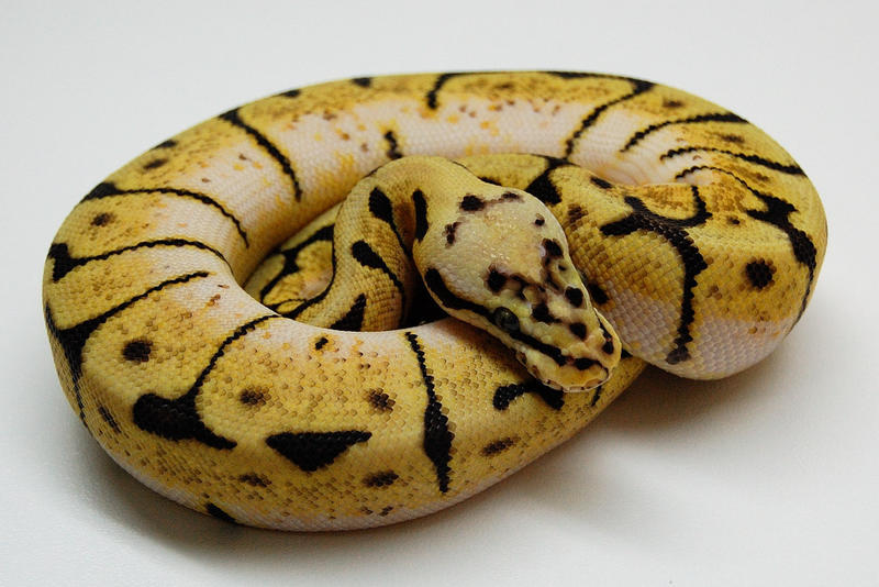 Bumblebee Ball Python Scale Pattern Bumble Bee Ball Python by JAMills on DeviantArt