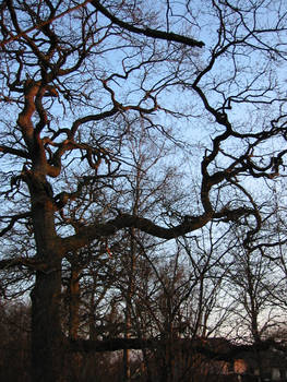 branches of an oak