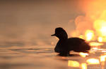 ombre sur l'eau by Micheldoultremont