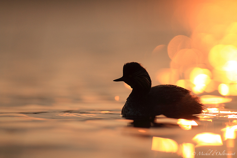 ombre sur l'eau