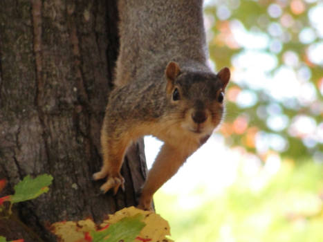 Squirrel 3