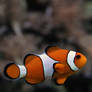 Clownfish