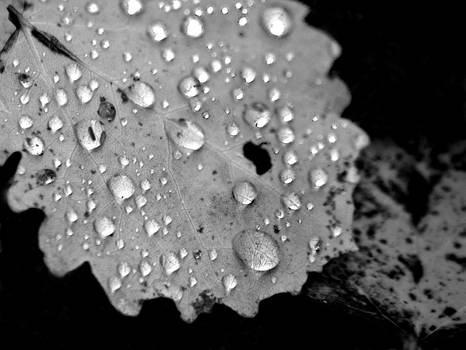 Aspenleaf with raindrops in grayscale.