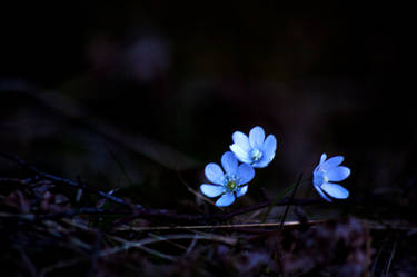 Three sisters.