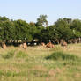 Camels and Birds