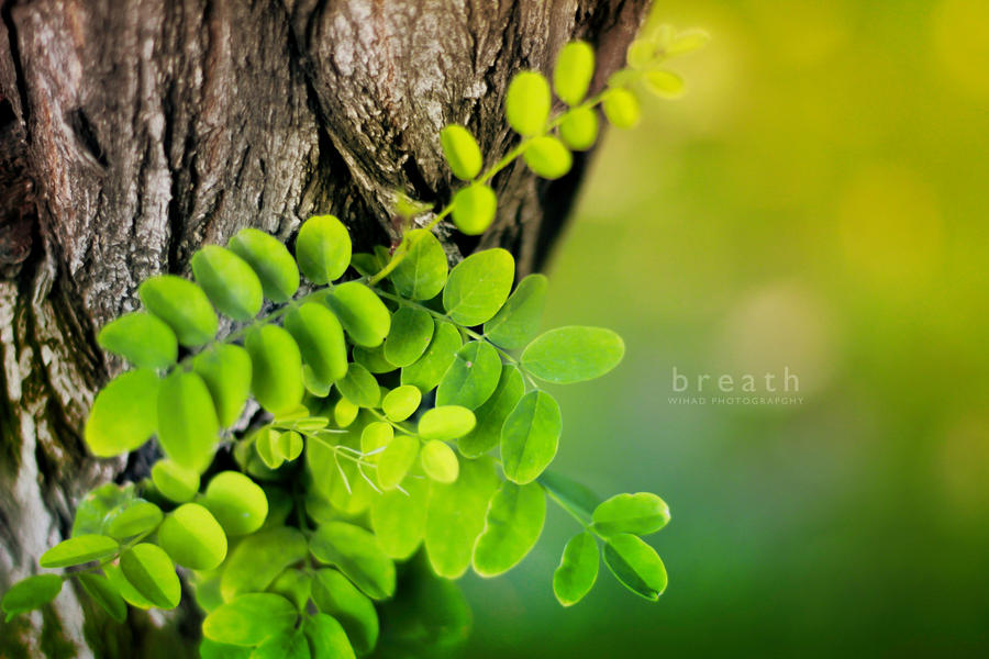 Warm green by wihad