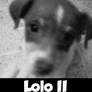 LOLO II