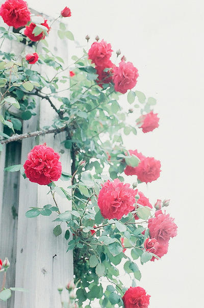 Chapter Header Art Roses Red Roses Header by WaterFairy123 on DeviantArt