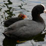 Coots