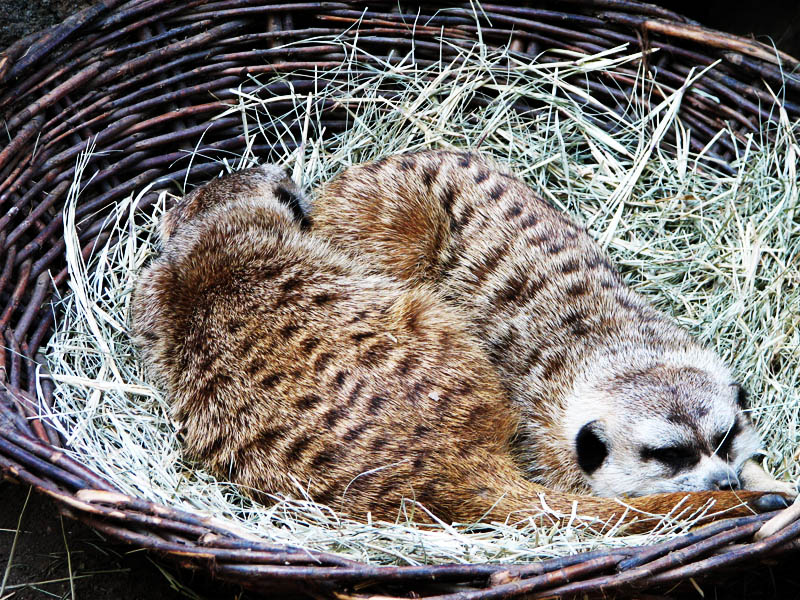 Sleeping Meerkats