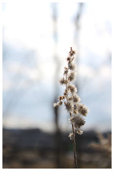 Fluffy Flower