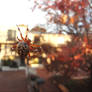 Morning Spider