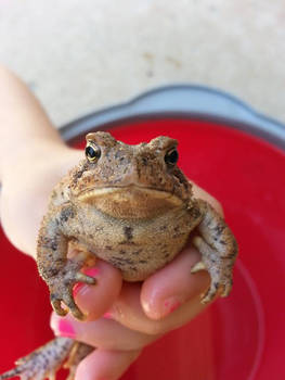 Toad