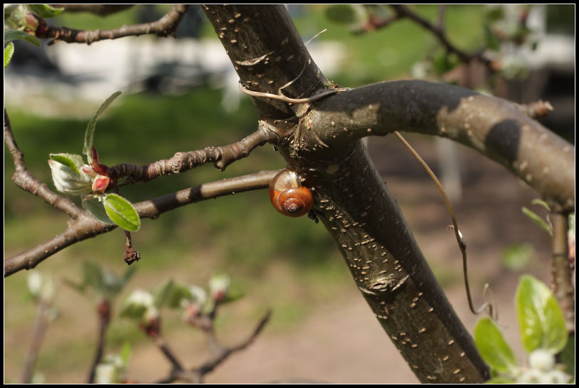 Waiting for apples