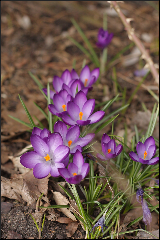 Crocuses 2011. II.