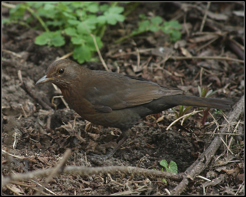 Common blackbird, female