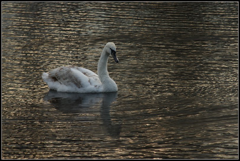 Swan I.