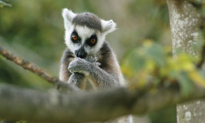 Ring tailed lemur