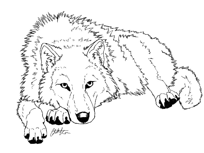-:Resting Wolf Lineart:- by Colette-Anderson on DeviantArt