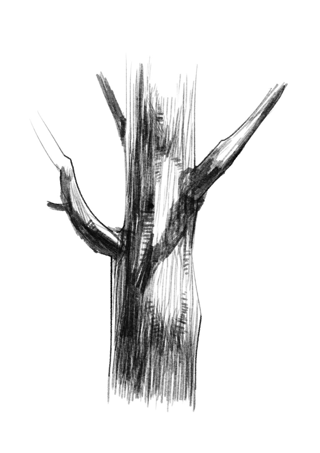 Abstract Tree Trunk Drawing Tree Trunk Pencil Drawing