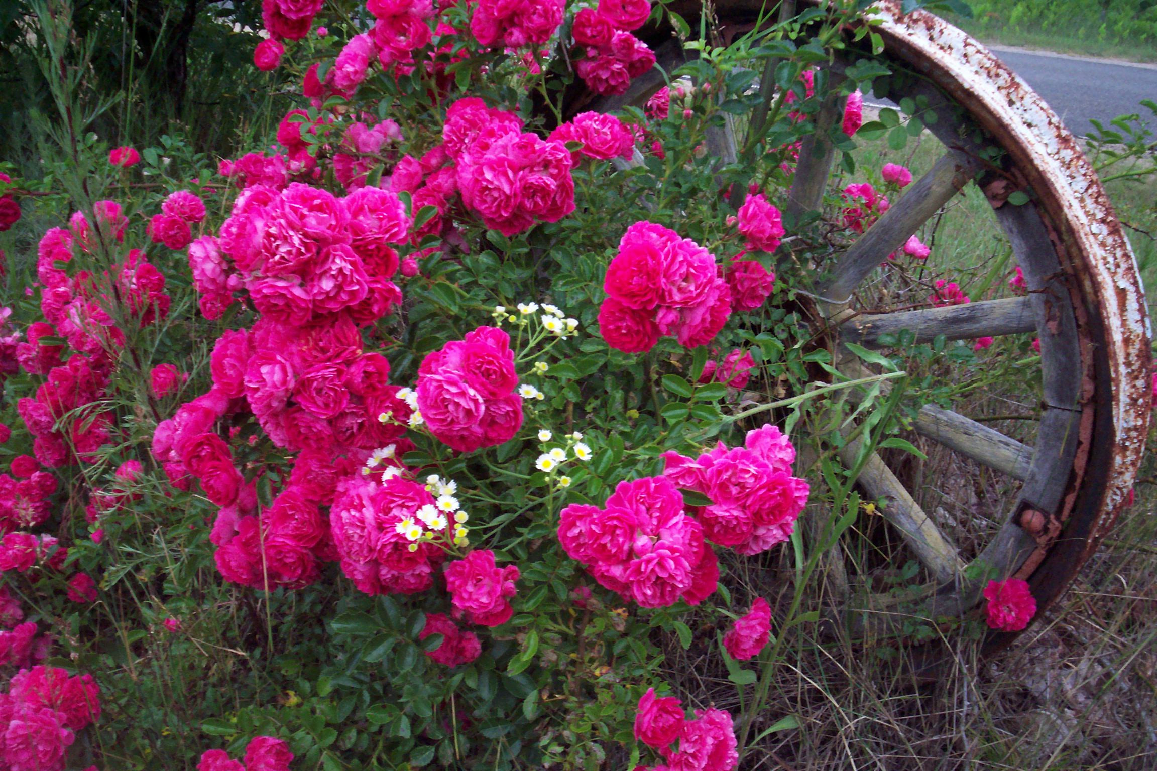 Rose Wheel